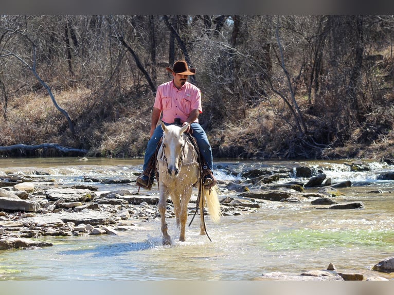 American Quarter Horse Gelding 3 years 14,2 hh Palomino in Stephenville, TX