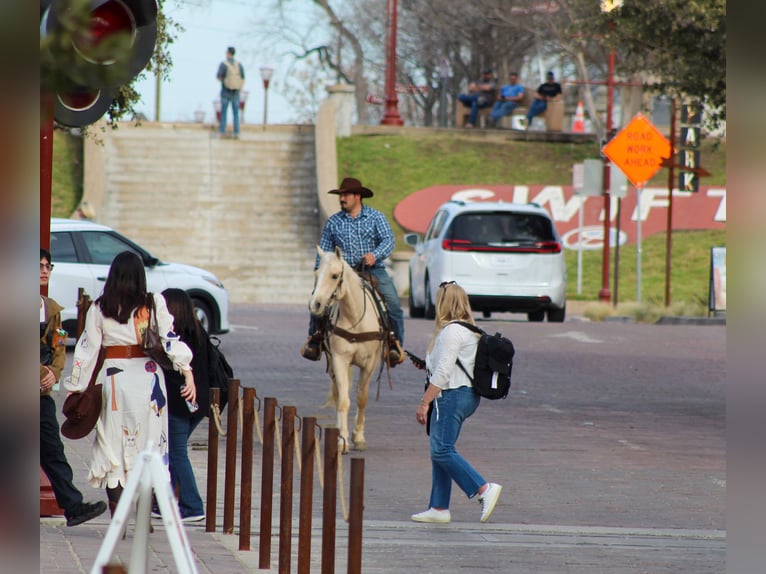 American Quarter Horse Gelding 3 years 14,2 hh Palomino in Stephenville, TX