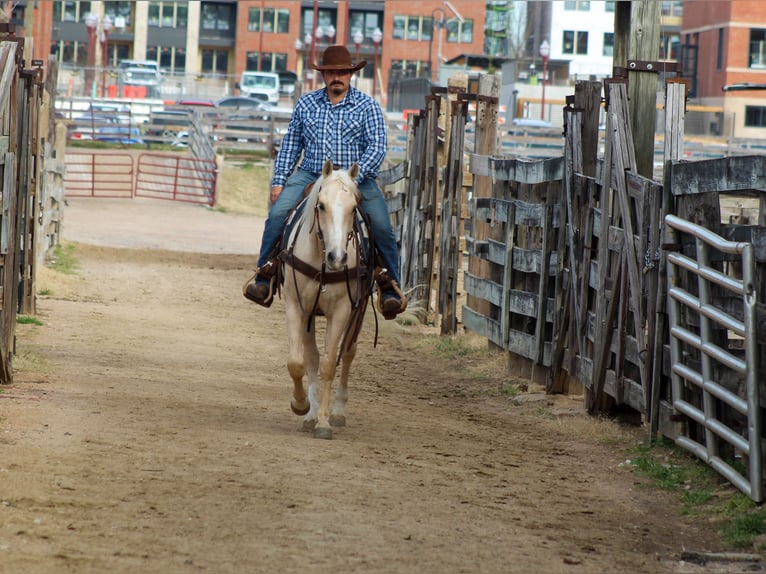 American Quarter Horse Gelding 3 years 14,2 hh Palomino in Stephenville, TX