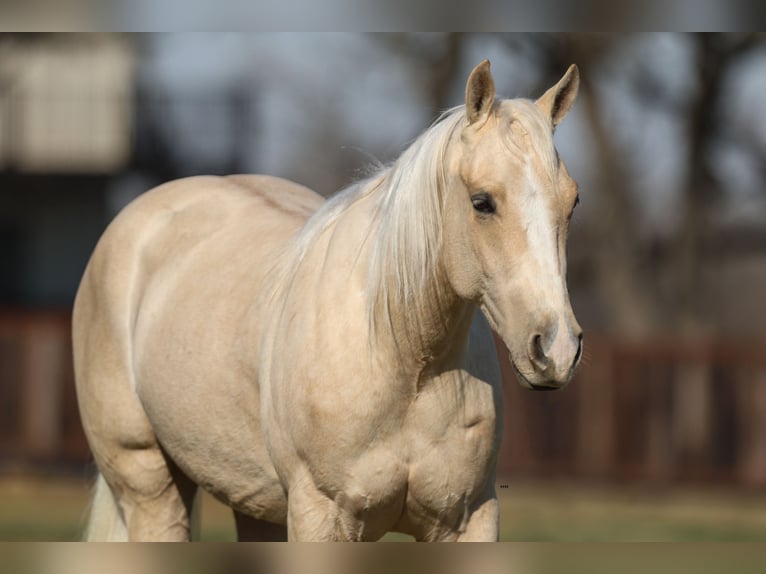 American Quarter Horse Gelding 3 years 14,2 hh Palomino in Stephenville, TX