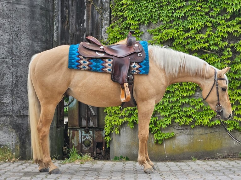 American Quarter Horse Gelding 3 years 14.2 hh Palomino in Laudenbach