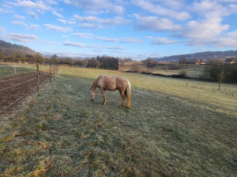 American Quarter Horse Gelding 3 years 14,2 hh Palomino in Neckargemünd