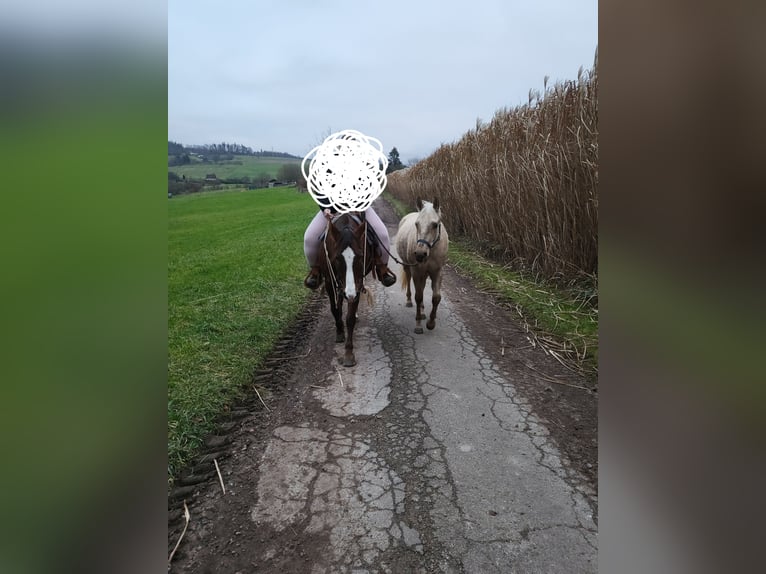 American Quarter Horse Gelding 3 years 14,2 hh Palomino in Neckargemünd