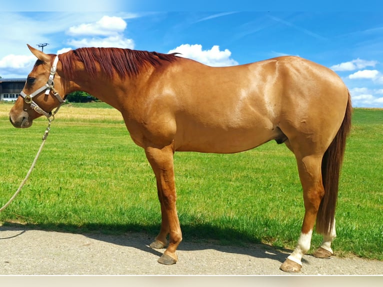 American Quarter Horse Gelding 3 years 14.2 hh Red Dun in Göggingen