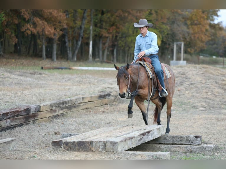 American Quarter Horse Gelding 3 years 14,2 hh Roan-Bay in Cole Camp MO