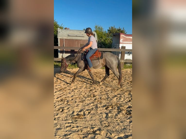 American Quarter Horse Gelding 3 years 14.2 hh Roan-Blue in Daleiden