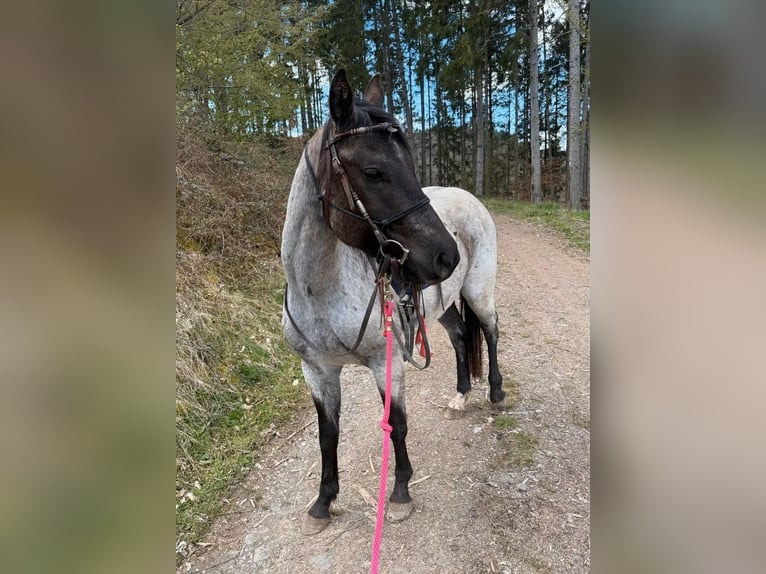 American Quarter Horse Gelding 3 years 14.2 hh Roan-Blue in Daleiden