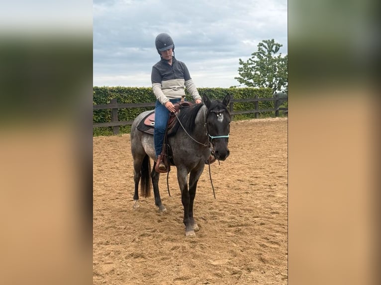 American Quarter Horse Gelding 3 years 14.2 hh Roan-Blue in Daleiden