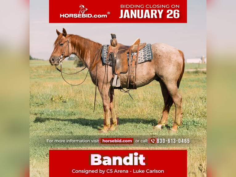 American Quarter Horse Gelding 3 years 14.2 hh Roan-Red in Decorah