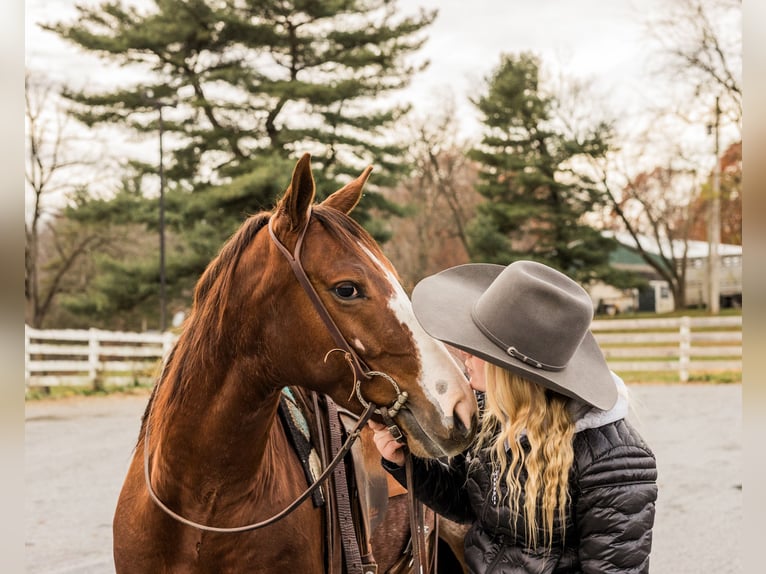 American Quarter Horse Gelding 3 years 14,2 hh Roan-Red in Jonestown, PA