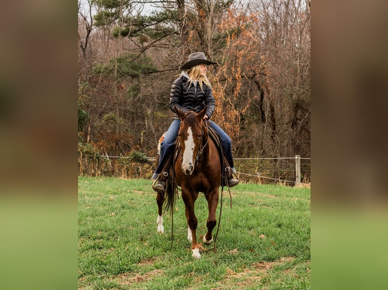 American Quarter Horse Gelding 3 years 14,2 hh Roan-Red in Jonestown, PA