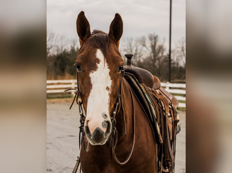 American Quarter Horse Gelding 3 years 14,2 hh Roan-Red in Jonestown, PA