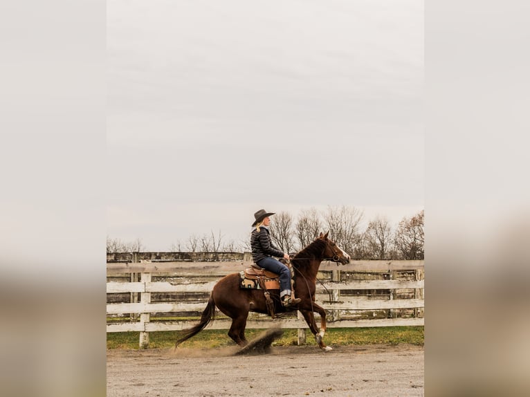 American Quarter Horse Gelding 3 years 14,2 hh Roan-Red in Jonestown, PA