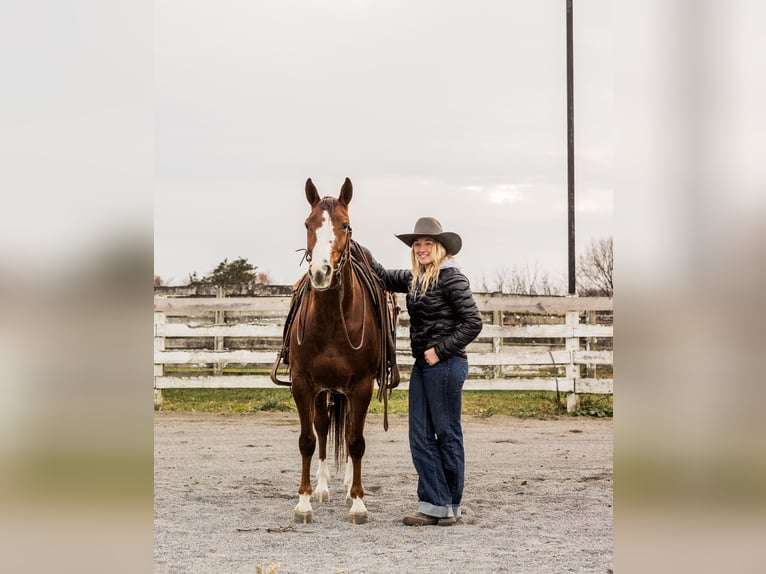 American Quarter Horse Gelding 3 years 14,2 hh Roan-Red in Jonestown, PA