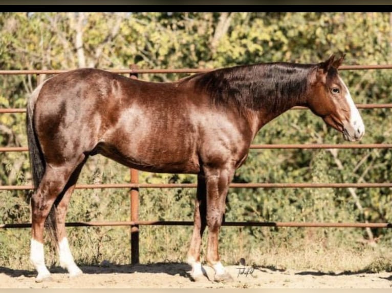 American Quarter Horse Gelding 3 years 14,2 hh Roan-Red in Jonestown, PA