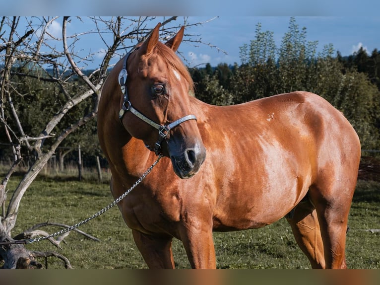 American Quarter Horse Gelding 3 years 14,2 hh Sorrel in Glashütten