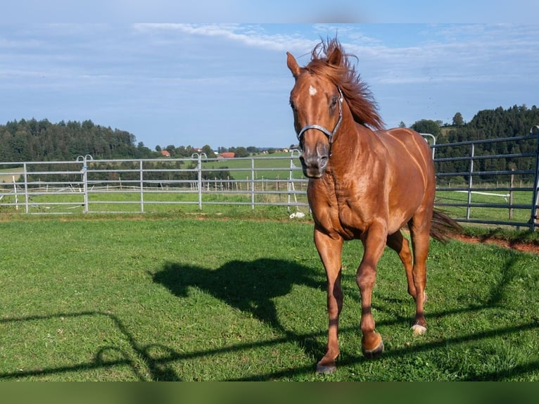 American Quarter Horse Gelding 3 years 14,2 hh Sorrel in Glashütten