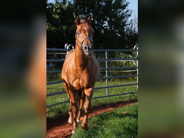 American Quarter Horse Gelding 3 years 14,2 hh Sorrel in Glashütten