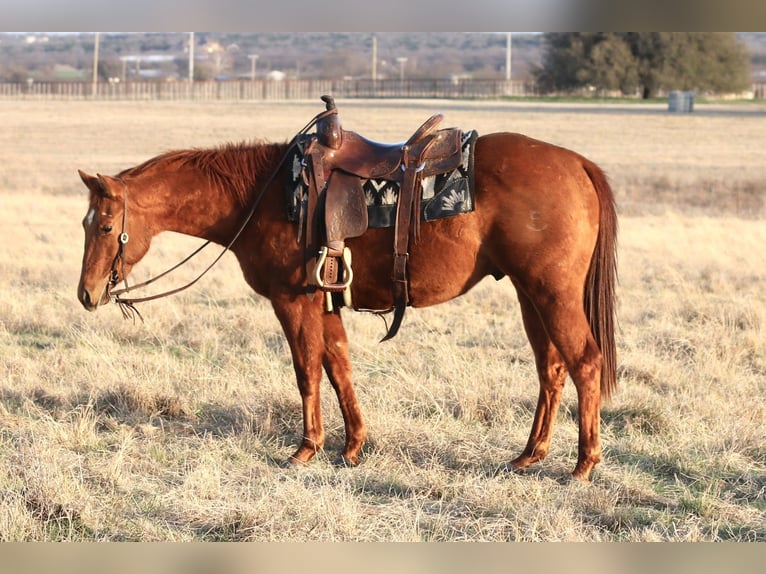 American Quarter Horse Gelding 3 years 14.2 hh Sorrel in Mineral Wells