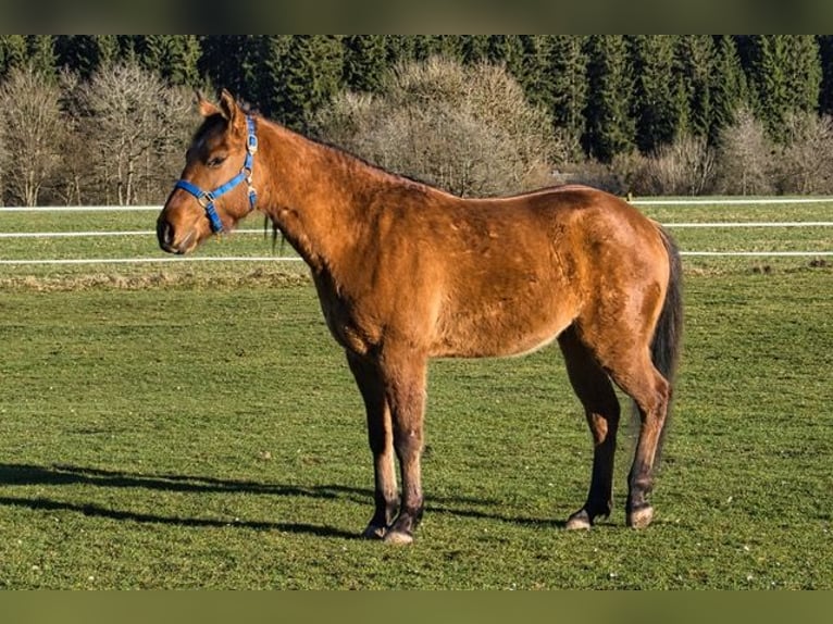 American Quarter Horse Gelding 3 years 14.2 hh  in Dahlem