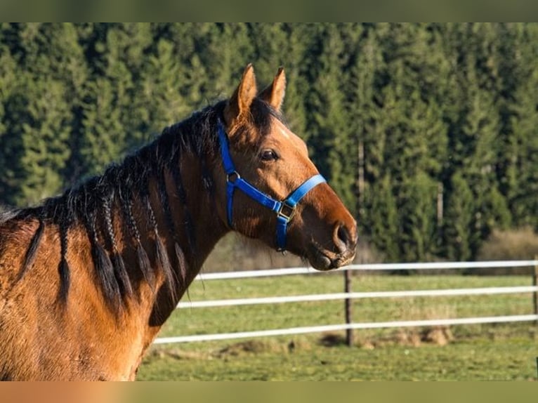 American Quarter Horse Gelding 3 years 14.2 hh  in Dahlem