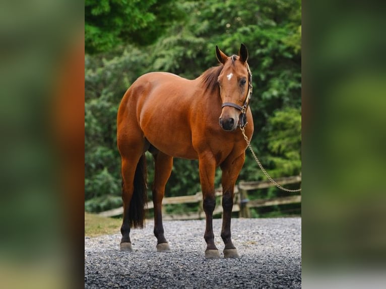 American Quarter Horse Gelding 3 years 14,3 hh Bay in New Holland