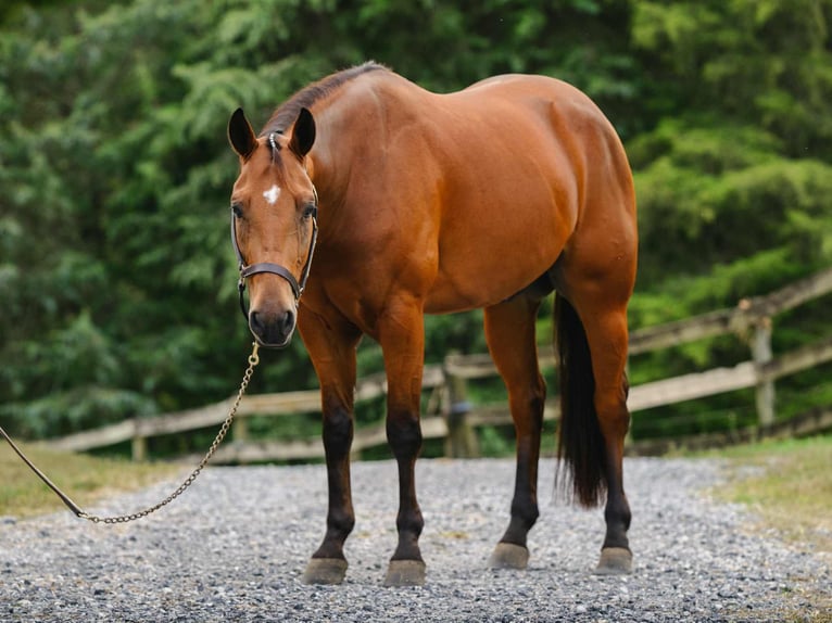 American Quarter Horse Gelding 3 years 14,3 hh Bay in New Holland