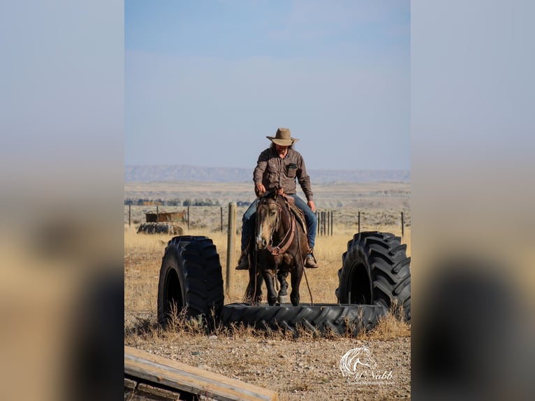 American Quarter Horse Gelding 3 years 14,3 hh Buckskin in Cody