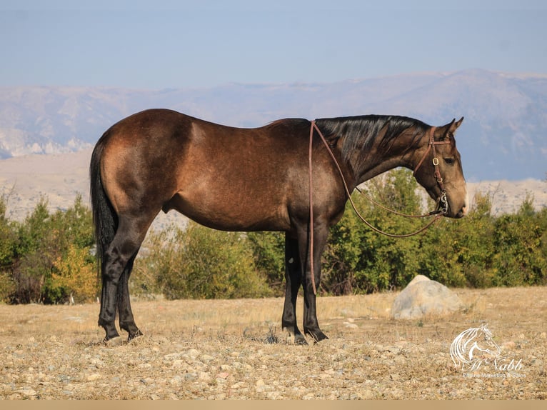 American Quarter Horse Gelding 3 years 14,3 hh Buckskin in Cody