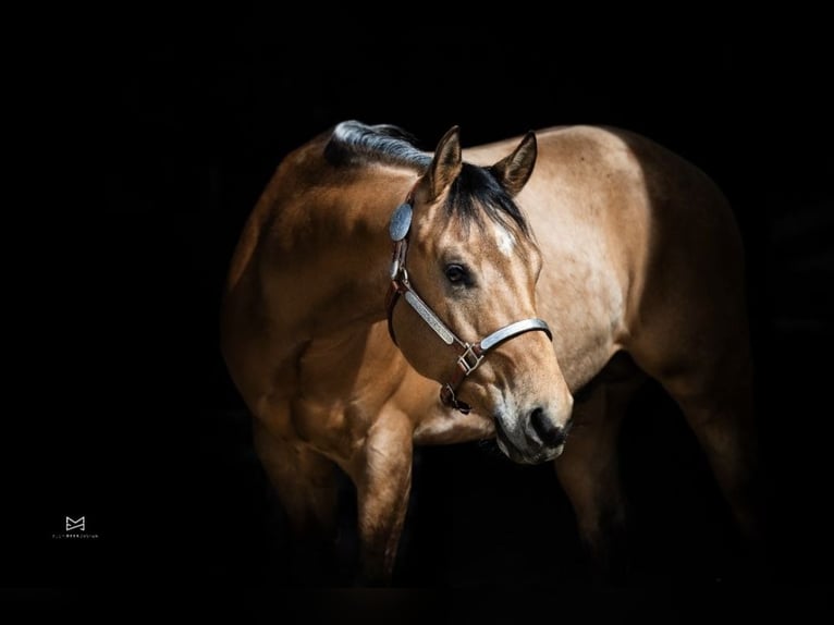 American Quarter Horse Gelding 3 years 14,3 hh Buckskin in Tannheim