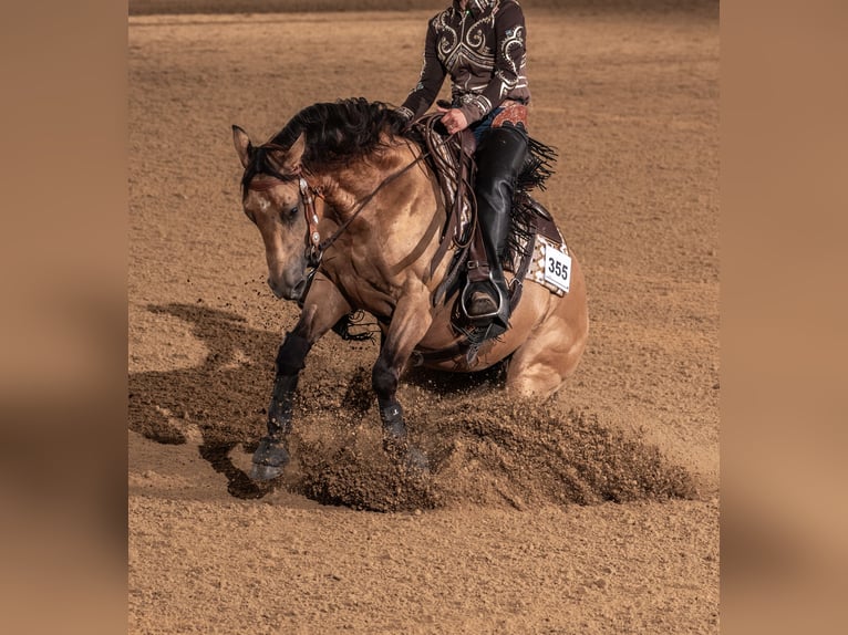 American Quarter Horse Gelding 3 years 14,3 hh Buckskin in Tannheim