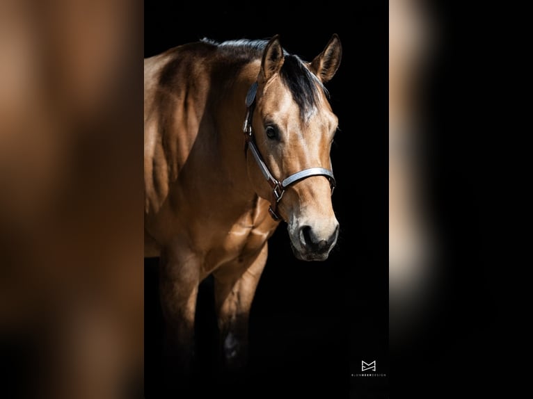 American Quarter Horse Gelding 3 years 14,3 hh Buckskin in Tannheim