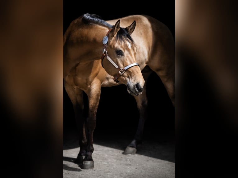 American Quarter Horse Gelding 3 years 14,3 hh Buckskin in Tannheim