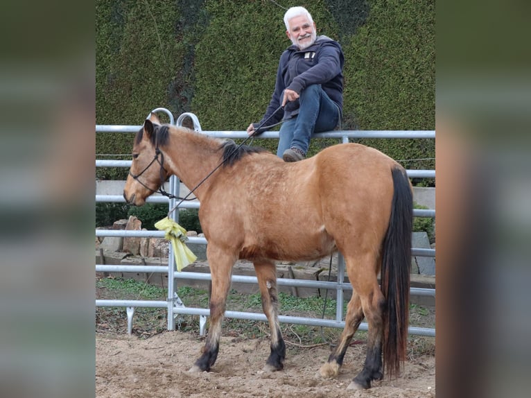 American Quarter Horse Gelding 3 years 14.3 hh Buckskin in Müglitztal