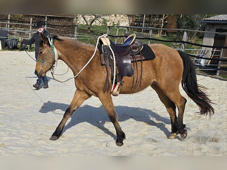 American Quarter Horse Gelding 3 years 14.3 hh Buckskin in Müglitztal