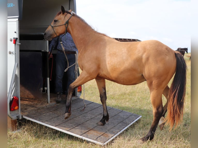 American Quarter Horse Gelding 3 years 14.3 hh Buckskin in Müglitztal
