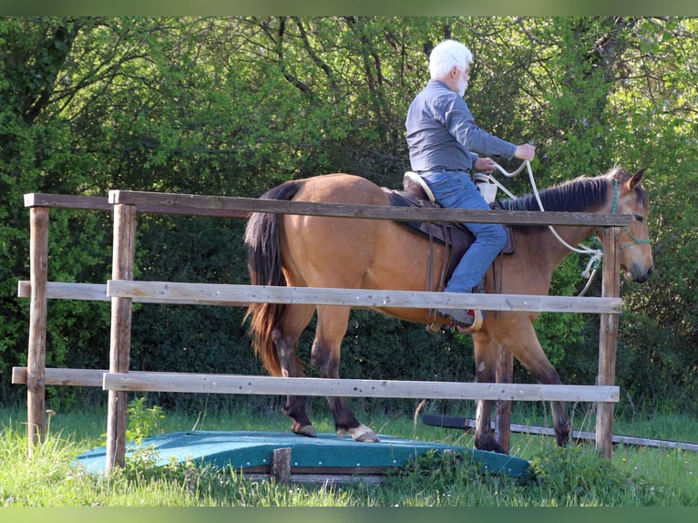 American Quarter Horse Gelding 3 years 14.3 hh Buckskin in Müglitztal