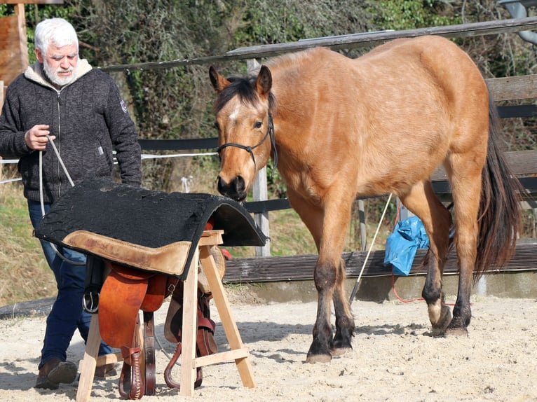 American Quarter Horse Gelding 3 years 14.3 hh Buckskin in Müglitztal