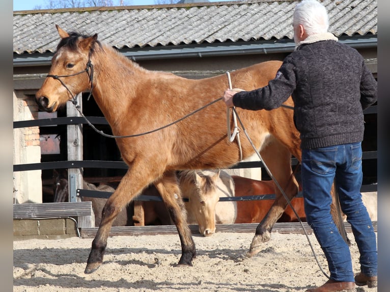 American Quarter Horse Gelding 3 years 14.3 hh Buckskin in Müglitztal