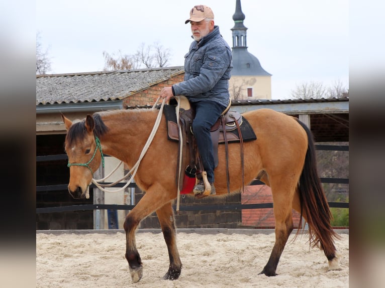 American Quarter Horse Gelding 3 years 14.3 hh Buckskin in Müglitztal