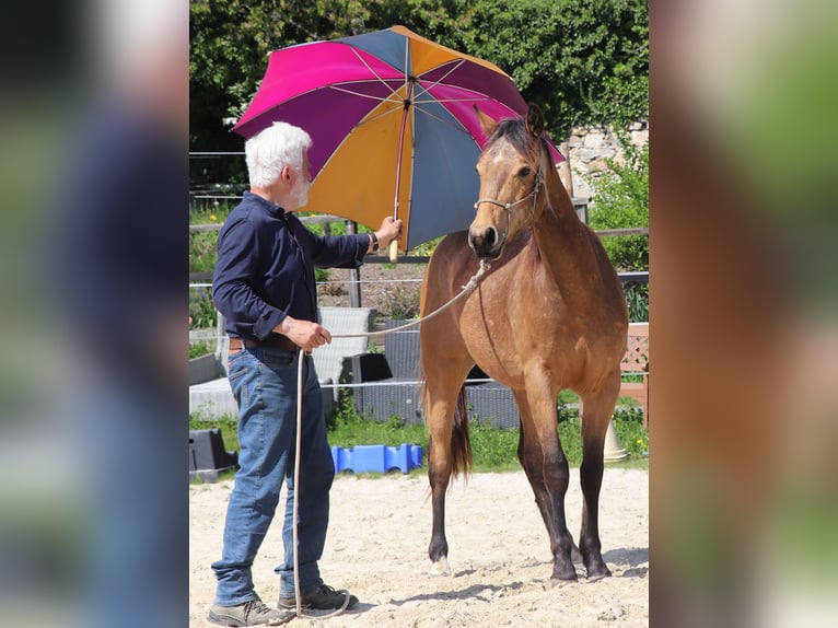 American Quarter Horse Gelding 3 years 14.3 hh Buckskin in Müglitztal