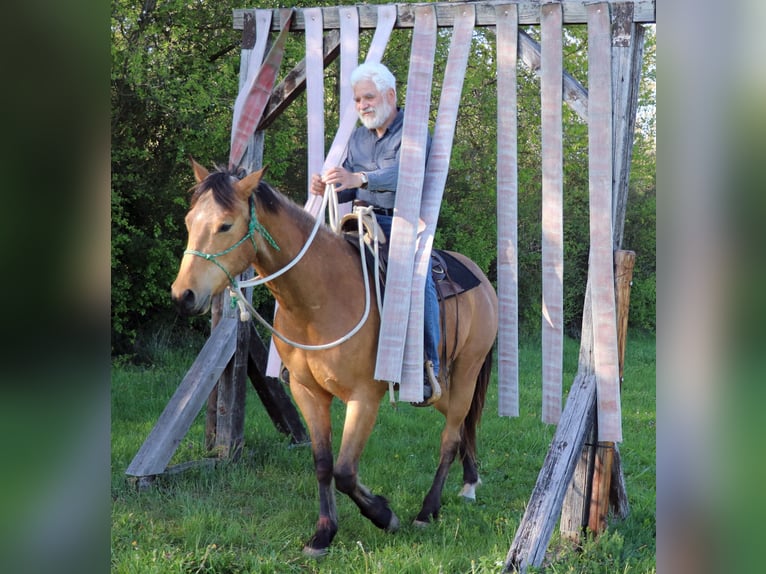 American Quarter Horse Gelding 3 years 14.3 hh Buckskin in Müglitztal