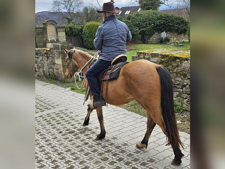 American Quarter Horse Gelding 3 years 14.3 hh Buckskin in Müglitztal