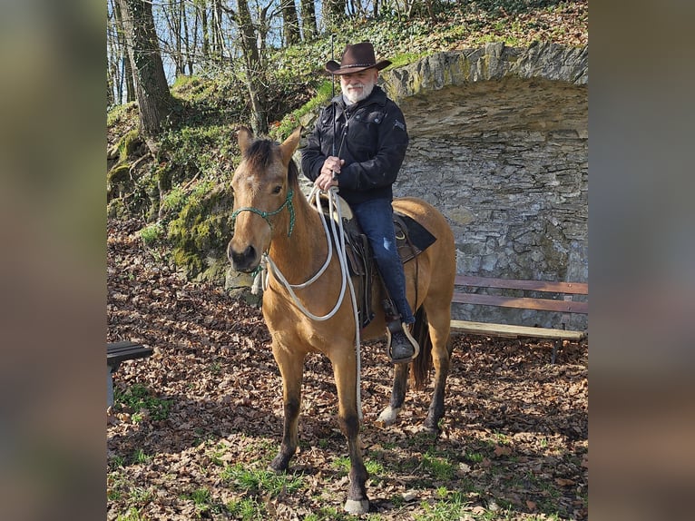 American Quarter Horse Gelding 3 years 14.3 hh Buckskin in Müglitztal