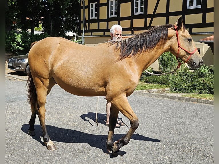 American Quarter Horse Gelding 3 years 14.3 hh Buckskin in Müglitztal