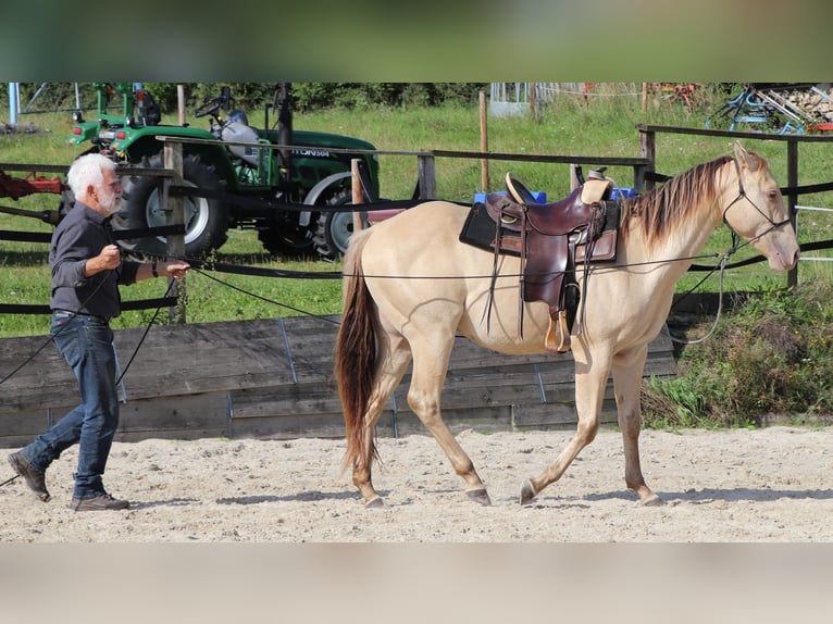 American Quarter Horse Gelding 3 years 14.3 hh Champagne in Müglitztal