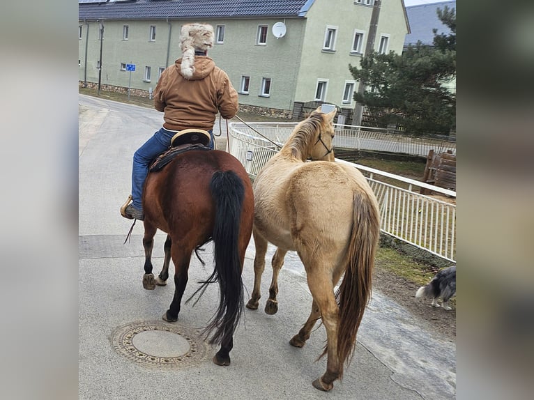 American Quarter Horse Gelding 3 years 14.3 hh Champagne in Müglitztal