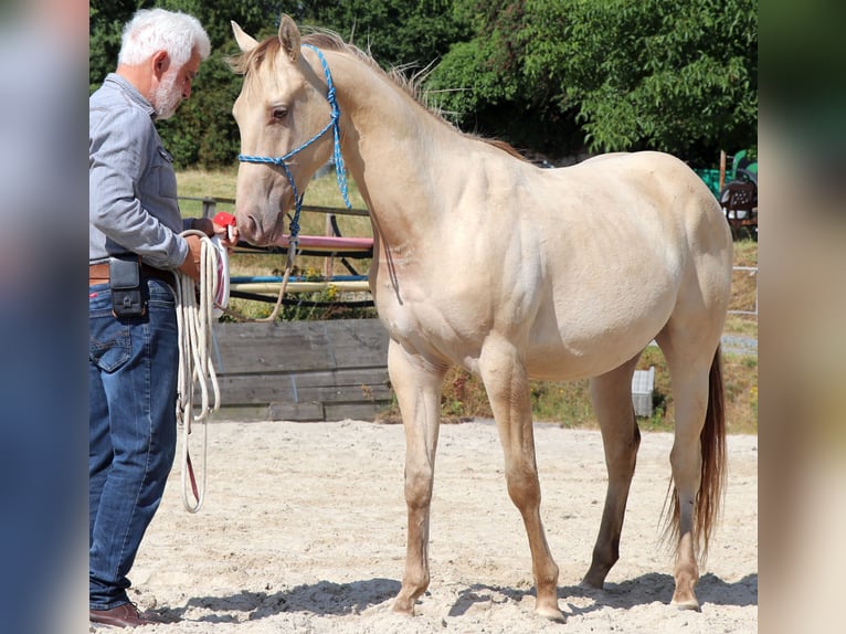 American Quarter Horse Gelding 3 years 14.3 hh Champagne in Müglitztal