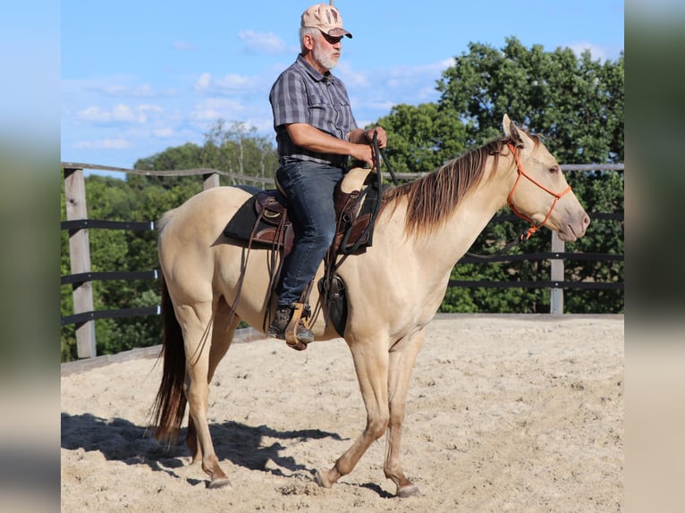 American Quarter Horse Gelding 3 years 14.3 hh Champagne in Müglitztal