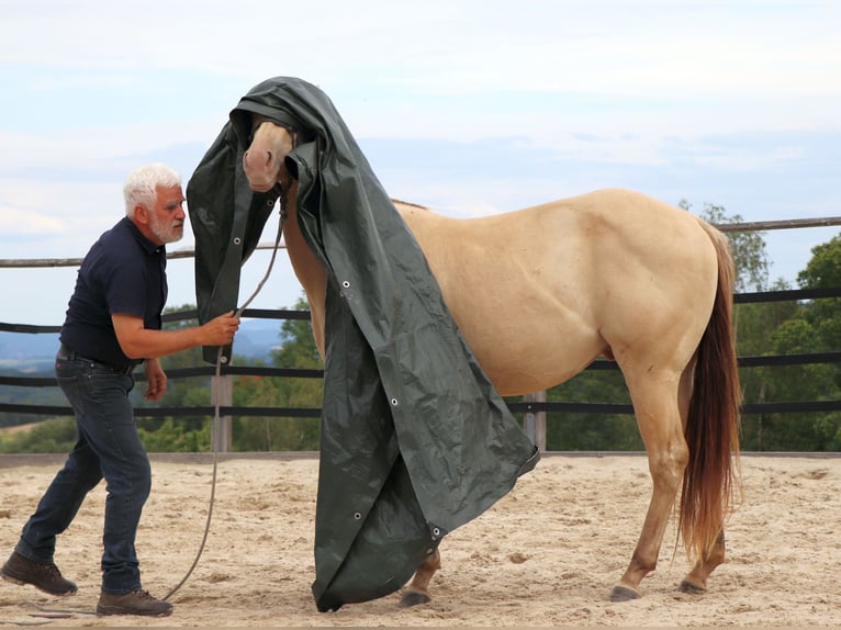 American Quarter Horse Gelding 3 years 14.3 hh Champagne in Müglitztal